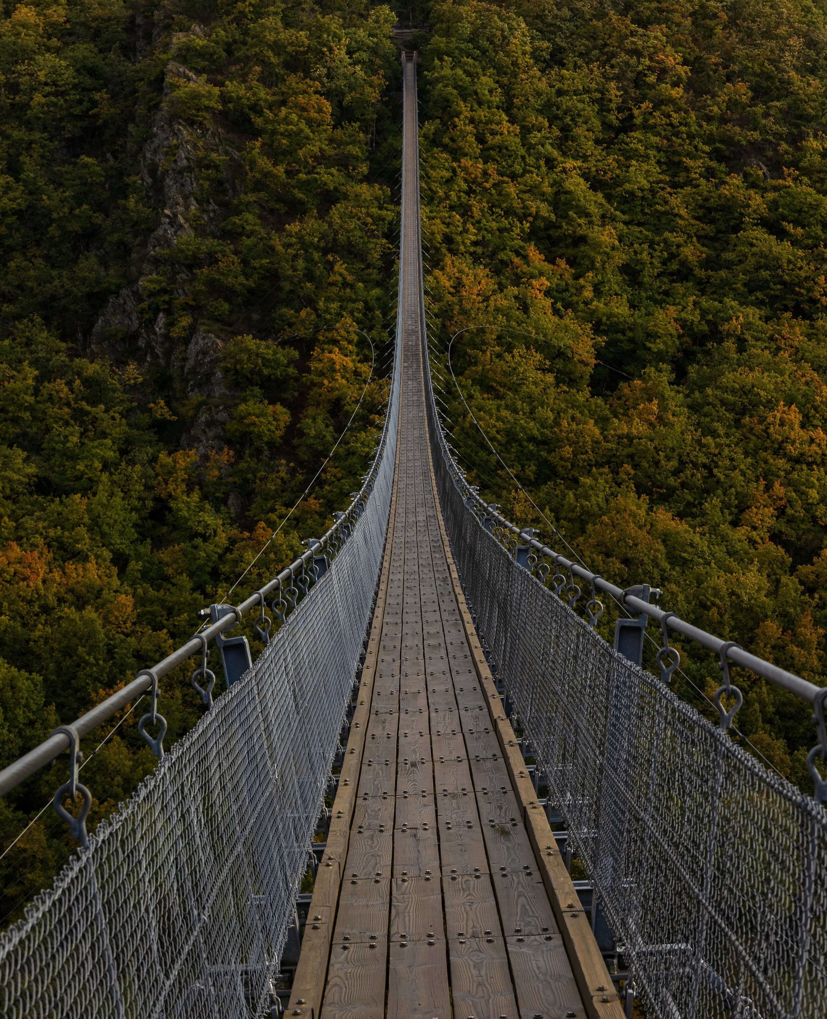 A very long bridge, over a forrest
